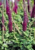 rośliny ogrodowe -  Ożanka hyrkańska Teucrium hircanicum /C2