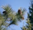 sklep ogrodniczy -  Sosna Jeffreya Pinus Jeffreyi C3/30-40cm *K4