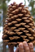 rośliny ozdobne - Sosna Jeffreya Pinus Jeffreyi C3/30-40cm *K4