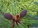 sklep ogrodniczy - Sosna Jeffreya Pinus Jeffreyi C3/30-40cm *K4