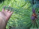 sadzonki - Sosna Jeffreya Pinus Jeffreyi C3/30-40cm *K4