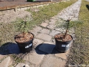 sklep ogrodniczy - Sosna Jeffreya Pinus Jeffreyi C3/30-40cm *K4