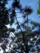 rośliny ozdobne - Sosna Jeffreya Pinus Jeffreyi C3/30-40cm *K4