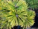 rośliny ogrodowe - Kosodrzewina WINTER GOLD Pinus mugo C3/20-30cm *4