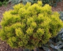 sadzonki - Kosodrzewina WINTER GOLD Pinus mugo C3/20-30cm *4