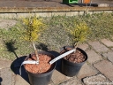 rośliny ozdobne - Kosodrzewina WINTER GOLD Pinus mugo C3/20-30cm *4