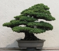 sklep ogrodniczy  Sosna drobnokwiatowa Bergmana Pinus parviflora C7,5/40-50cm *K4