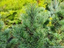 sklep ogrodniczy - Sosna drobnokwiatowa Bergmana Pinus parviflora C7,5/40-50cm *K4
