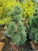 rośliny ozdobne - Sosna drobnokwiatowa Bergmana Pinus parviflora C7,5/40-50cm *K4