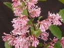rośliny ozdobne -  Syringa swegiflexa (x) Lilak C5/80-100cm