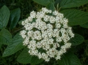 rośliny ozdobne -  Kalina zimozielona praska Viburnum pragense P15/80-100cm