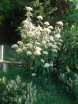 rośliny ozdobne - Kalina zimozielona praska Viburnum pragense P15/80-100cm