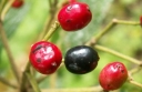 rośliny ozdobne - Kalina zimozielona praska Viburnum pragense P15/80-100cm