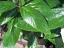 rośliny ogrodowe - Kalina zimozielona praska Viburnum pragense P15/80-100cm
