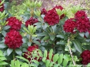 sadzonki -  Różanecznik wielkokwiatowy KALI Rhododendron arboreum C2-C3/20-40cm *K9