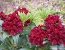 rośliny ogrodowe - Różanecznik wielkokwiatowy KALI Rhododendron arboreum C2-C3/20-40cm *K9