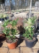 rośliny ozdobne - Różanecznik wielkokwiatowy KALI Rhododendron arboreum C2-C3/20-40cm *K9