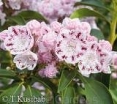 sklep ogrodniczy -  Kalmia szerokolistna TOFKA Kalmia latifolia C4/30-40cm