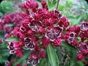 rośliny ozdobne -  Kalmia szerokolistna LATCHMIN Kalmia latifolia C4/20-30cm