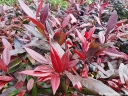 rośliny ozdobne -  Kiścień Scarletta ZEBLID Leucothoe C3/20cm *K12