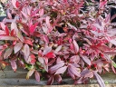 rośliny ozdobne - Kiścień Scarletta ZEBLID Leucothoe C3/20cm *K12