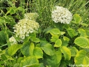rośliny ozdobne -  Hortensja krzewiasta GOLDEN ANABELLE Hydrangea arborescens /C5 *3