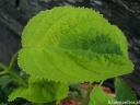 rośliny ogrodowe - Hortensja krzewiasta GOLDEN ANABELLE Hydrangea arborescens /C5 *3