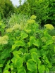 rośliny ozdobne - Hortensja krzewiasta GOLDEN ANABELLE Hydrangea arborescens /C5 *3