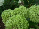 sadzonki - Hortensja krzewiasta GOLDEN ANABELLE Hydrangea arborescens /C5 *3