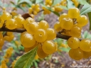 sadzonki -  Oliwnik baldaszkowaty POINTILLA FORTUNELLA® Elaeagnus umbellata C2/80-100cm