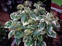 rośliny ogrodowe -  Hedera helix ICE CREAM 5-letni C2/40-50cm