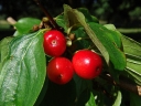 rośliny ogrodowe - Dereń lekarski (Cornus officinalis) C3/50-70cm *22K