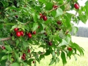 rośliny ozdobne - Dereń lekarski (Cornus officinalis) C3/50-70cm *22K