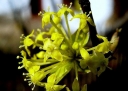 sklep ogrodniczy - Dereń lekarski (Cornus officinalis) C3/50-70cm *22K