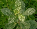 sklep ogrodniczy -  Orszelina pstrolistna 'Creel's Calico' Clethra alnifolia C5/60cm *20K
