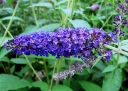 rośliny ozdobne - Budleja EMPIRE BLUE Buddleja davidii /C5