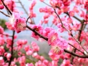 rośliny ozdobne - Morela japońska DAWN Chińska śliwka Prunus mume C5/Pa80-100cm *6