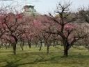 rośliny ozdobne - Morela japońska DAWN Chińska śliwka Prunus mume C5/Pa80-100cm *6