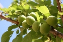 sadzonki - Morela japońska BENI-CHI-DORI Chińska śliwka Prunus mume C3/60-80cm