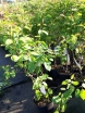 rośliny ogrodowe - Świdośliwa gładka odm. Ballerina (Amelanchier Laevis Ballerina)
