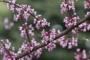rośliny ogrodowe -  Judaszowiec olbrzymi Cercis gigantea C2(C5)/1-1,2m *TL