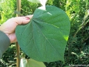 rośliny ogrodowe - Judaszowiec olbrzymi Cercis gigantea C2(C5)/1-1,2m *TL
