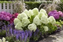 sadzonki - Hortensja karłowa LIVING SUMMER SNOW 'LCNO5' Hydrangea paniculata /C5