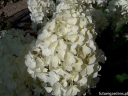 sklep ogrodniczy - Hortensja karłowa LIVING SUMMER SNOW 'LCNO5' Hydrangea paniculata /C5
