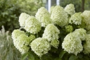 sadzonki - Hortensja karłowa LIVING SUMMER SNOW 'LCNO5' Hydrangea paniculata /C5