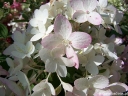 sadzonki -  Hortensja wiechowata TOUCH OF PINK Hydrangea paniculata /C5