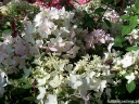 rośliny ogrodowe - Hortensja wiechowata TOUCH OF PINK Hydrangea paniculata /C5