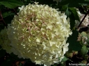 rośliny ogrodowe -  Hortensja wiechowata PINKACHU 'Smhppinka'® Hydrangea paniculata /C5