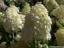rośliny ozdobne - Hortensja wiechowata PINKACHU 'Smhppinka'® Hydrangea paniculata /C5