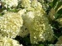 rośliny ogrodowe - Hortensja wiechowata PINKACHU 'Smhppinka'® Hydrangea paniculata /C5